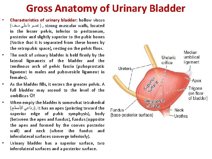 Gross Anatomy of Urinary Bladder • • • Characteristics of urinary bladder: bladder hollow