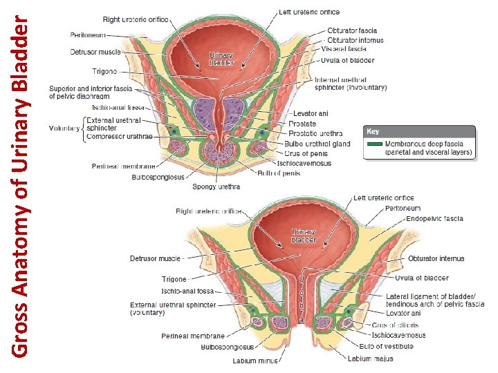 Gross Anatomy of Urinary Bladder 