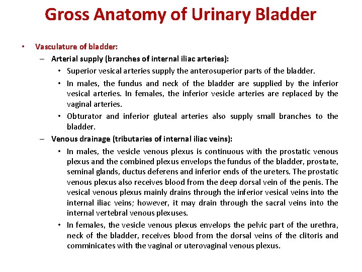 Gross Anatomy of Urinary Bladder • Vasculature of bladder: – Arterial supply (branches of