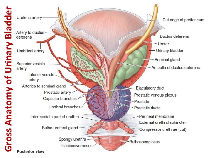 Gross Anatomy of Urinary Bladder 