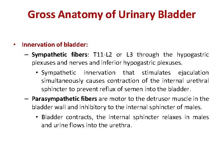 Gross Anatomy of Urinary Bladder • Innervation of bladder: – Sympathetic fibers: T 11
