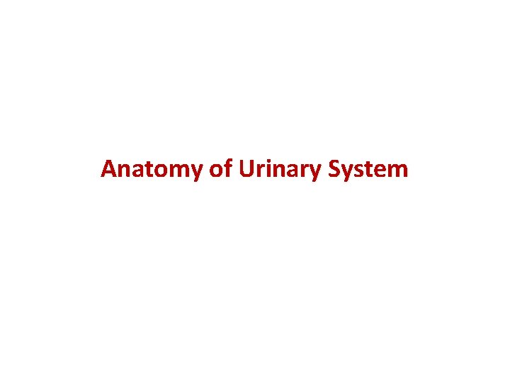 Anatomy of Urinary System 