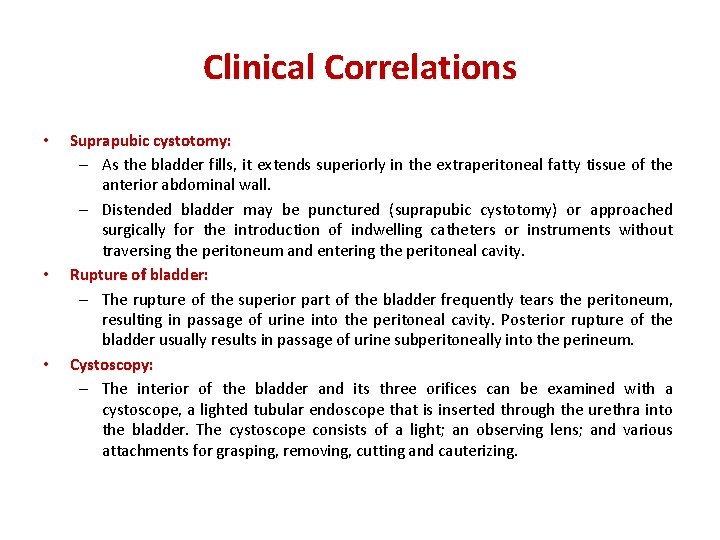 Clinical Correlations • • • Suprapubic cystotomy: – As the bladder fills, it extends