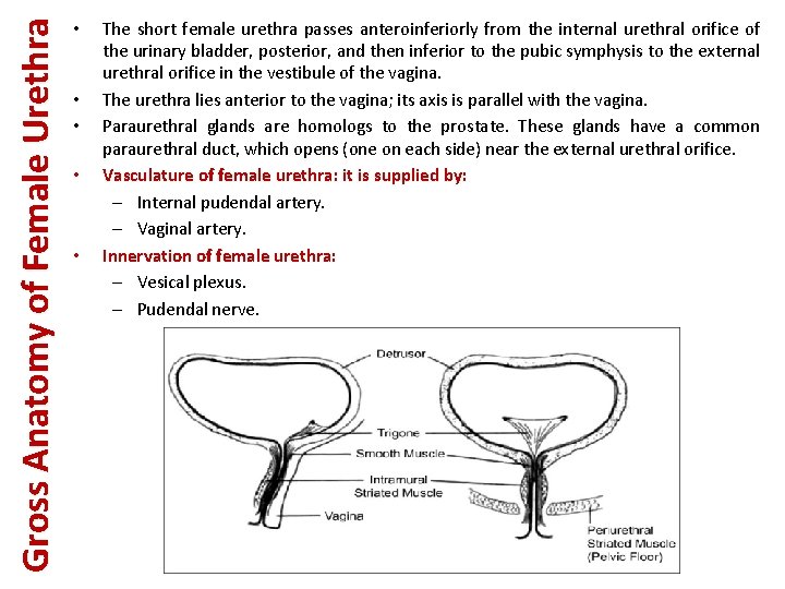 Gross Anatomy of Female Urethra • • • The short female urethra passes anteroinferiorly