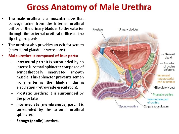 Gross Anatomy of Male Urethra • • • The male urethra is a muscular