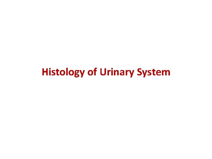 Histology of Urinary System 