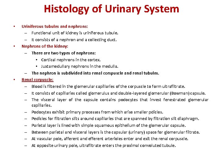 Histology of Urinary System • • • Uriniferous tubules and nephrons: – Functional unit
