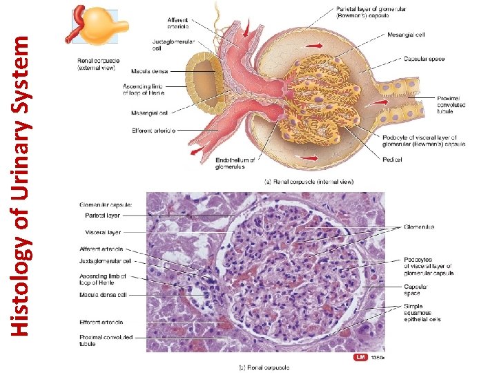 Histology of Urinary System 