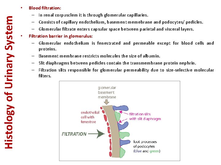 Histology of Urinary System • • Blood filtration: – In renal corpusclem it is