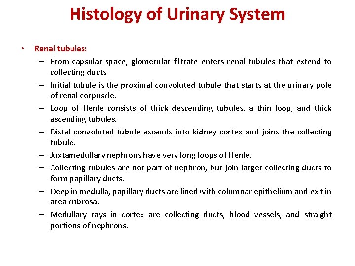 Histology of Urinary System • Renal tubules: – From capsular space, glomerular filtrate enters