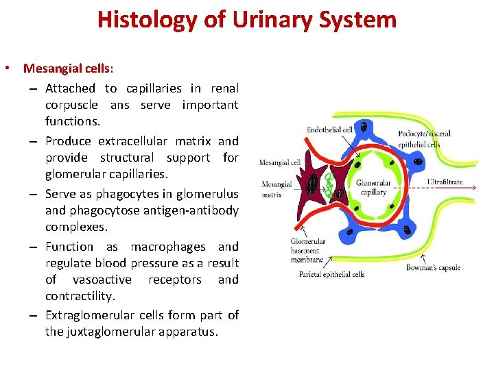 Histology of Urinary System • Mesangial cells: – Attached to capillaries in renal corpuscle