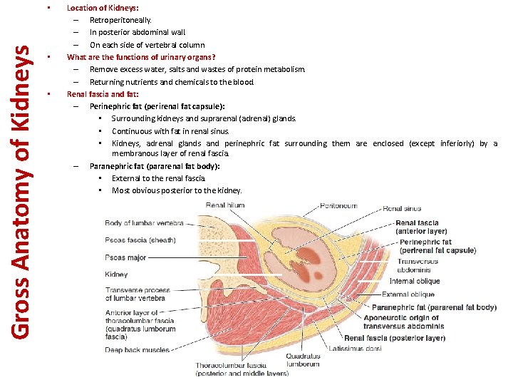 Gross Anatomy of Kidneys • • • Location of Kidneys: – Retroperitoneally. – In