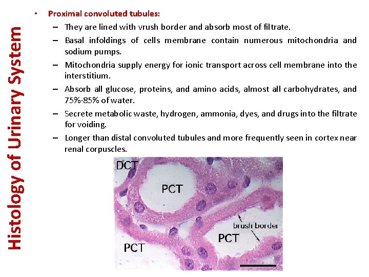 Histology of Urinary System • Proximal convoluted tubules: – They are lined with vrush
