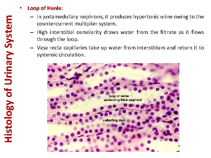 Histology of Urinary System • Loop of Henle: – In juxtamedullary nephrons, it produces