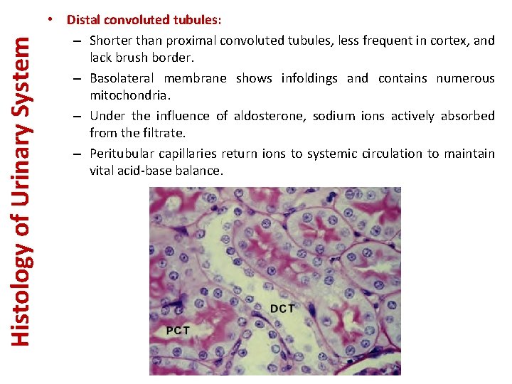 Histology of Urinary System • Distal convoluted tubules: – Shorter than proximal convoluted tubules,