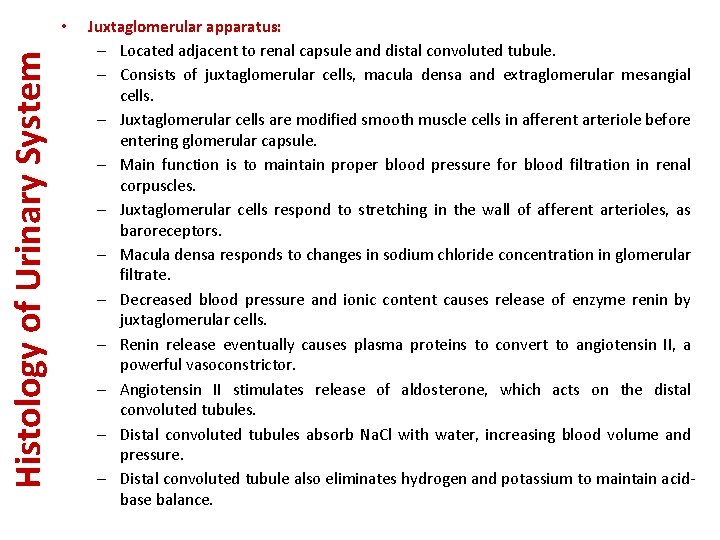 Histology of Urinary System • Juxtaglomerular apparatus: – Located adjacent to renal capsule and