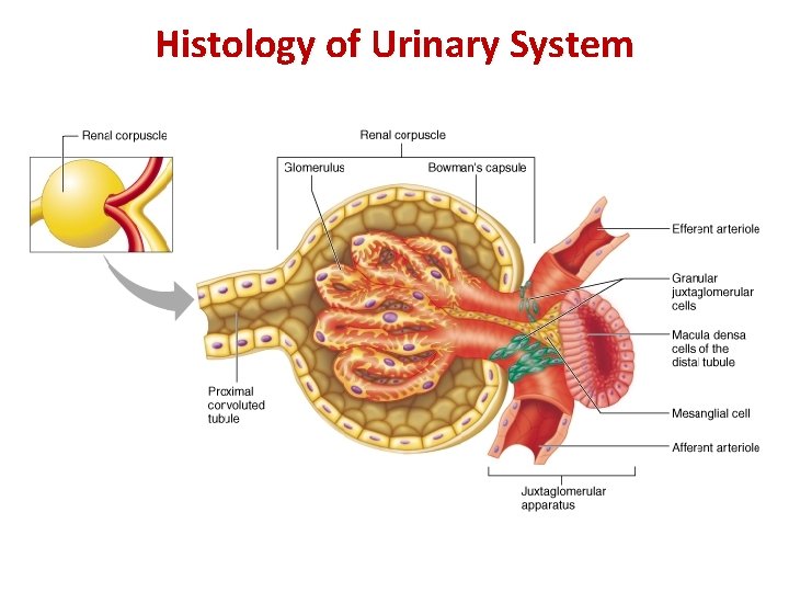 Histology of Urinary System 