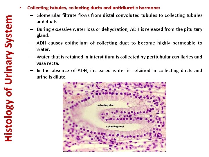 Histology of Urinary System • Collecting tubules, collecting ducts and antidiuretic hormone: – Glomerular