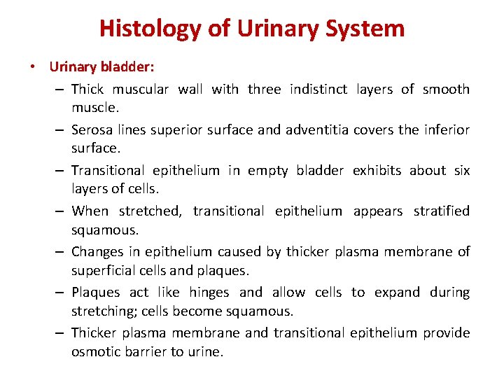 Histology of Urinary System • Urinary bladder: – Thick muscular wall with three indistinct