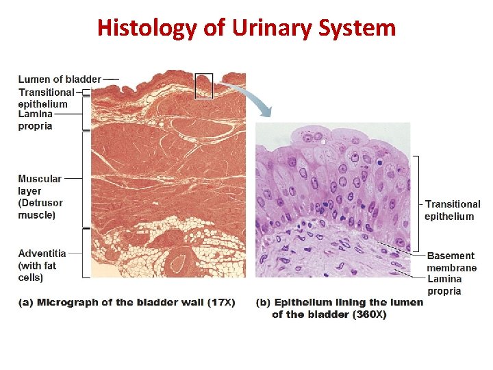 Histology of Urinary System 