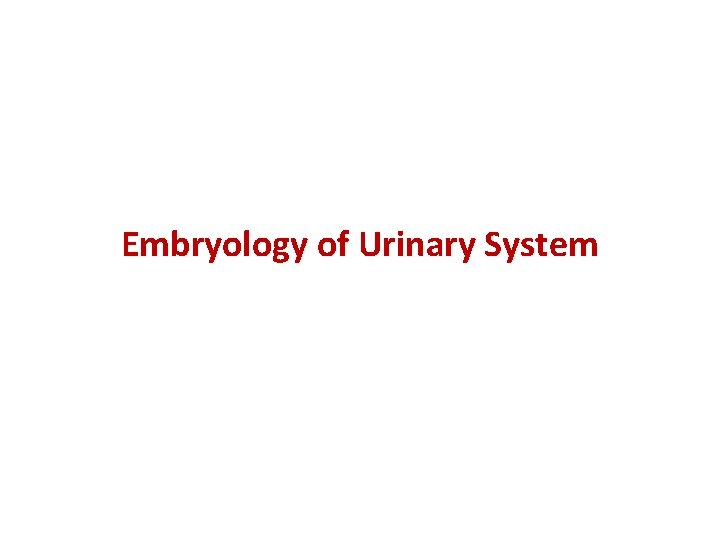 Embryology of Urinary System 