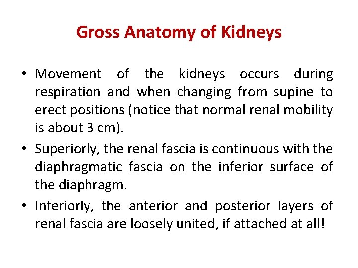 Gross Anatomy of Kidneys • Movement of the kidneys occurs during respiration and when