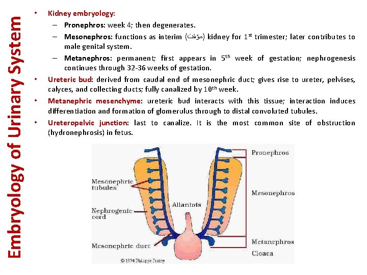 Embryology of Urinary System • • Kidney embryology: – Pronephros: week 4; then degenerates.