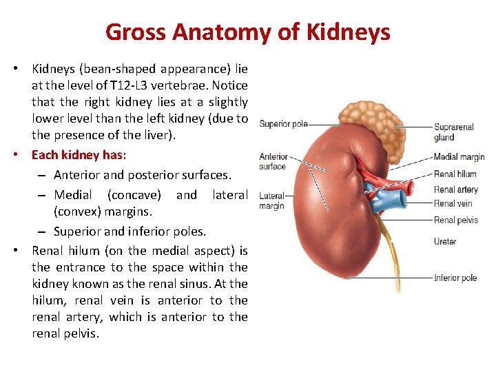 Gross Anatomy of Kidneys • Kidneys (bean-shaped appearance) lie at the level of T