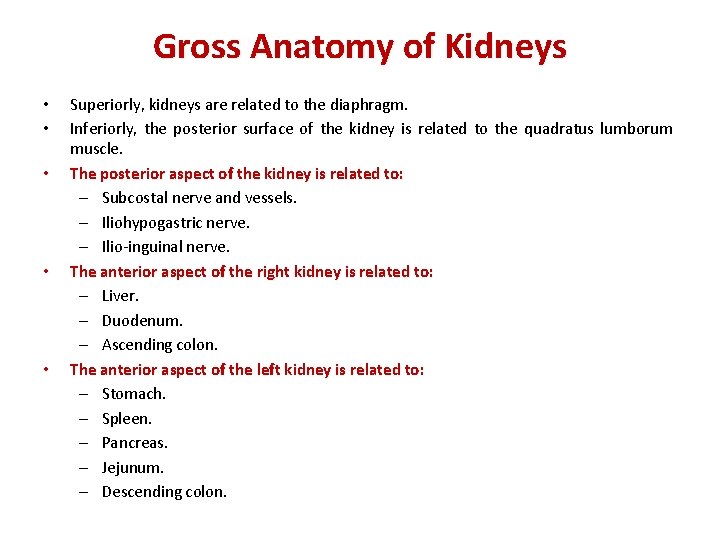 Gross Anatomy of Kidneys • • • Superiorly, kidneys are related to the diaphragm.
