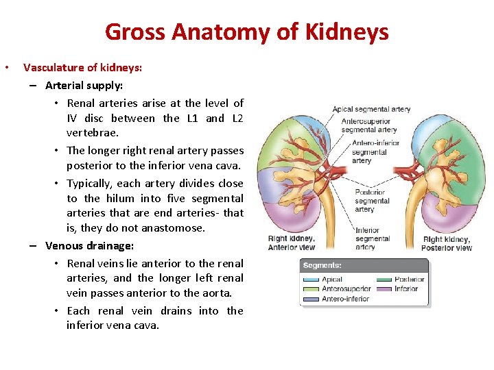 Gross Anatomy of Kidneys • Vasculature of kidneys: – Arterial supply: • Renal arteries