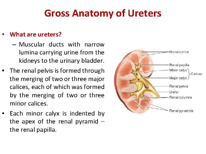 Gross Anatomy of Ureters • What are ureters? – Muscular ducts with narrow lumina