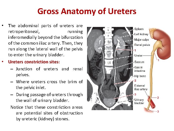 Gross Anatomy of Ureters • The abdominal parts of ureters are retroperitoneal, running inferomedially