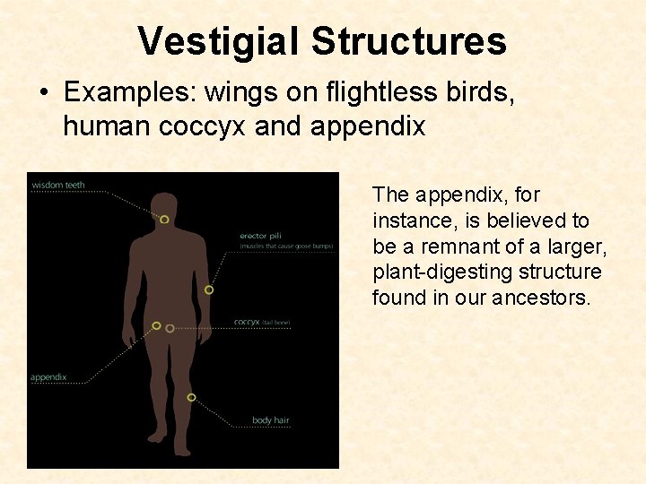 Vestigial Structures • Examples: wings on flightless birds, human coccyx and appendix The appendix,