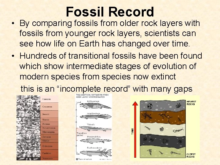 Fossil Record • By comparing fossils from older rock layers with fossils from younger