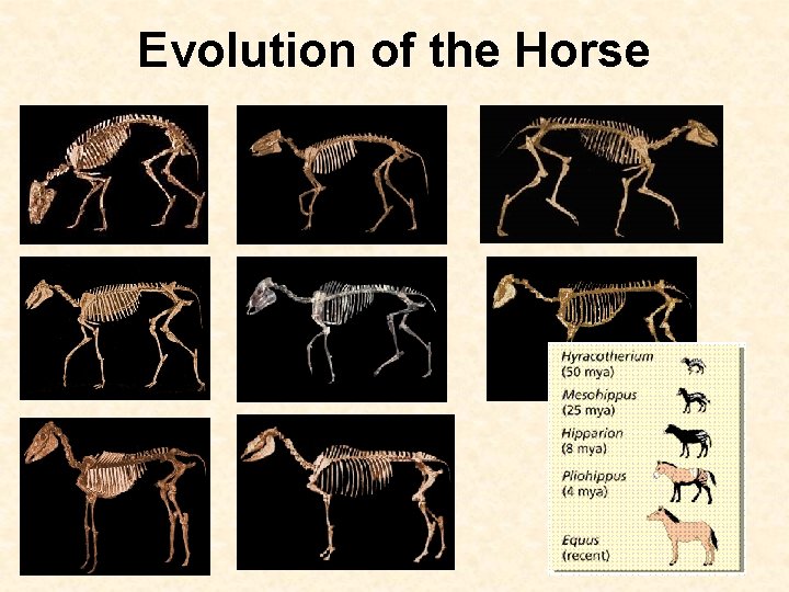Evolution of the Horse 