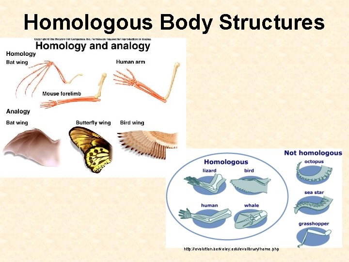 Homologous Body Structures http: //evolution. berkeley. edu/evolibrary/home. php 
