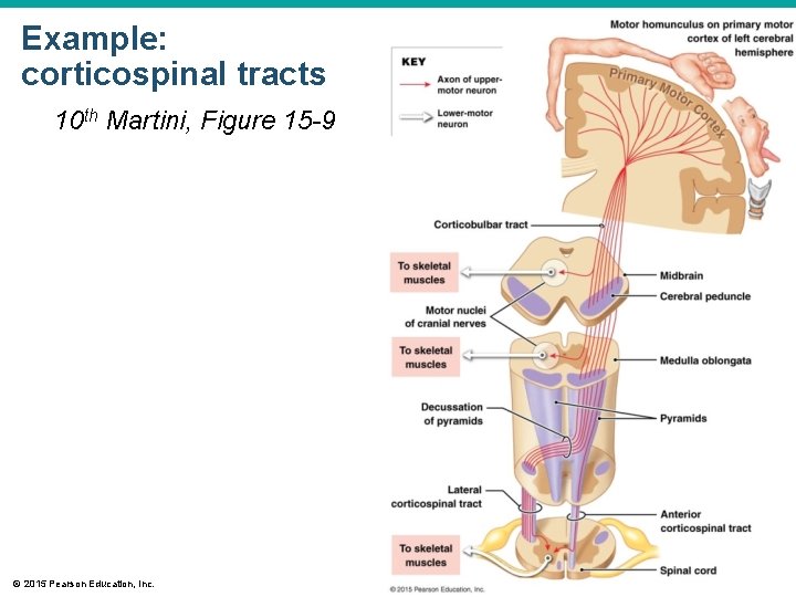 Example: corticospinal tracts 10 th Martini, Figure 15 -9 © 2015 Pearson Education, Inc.