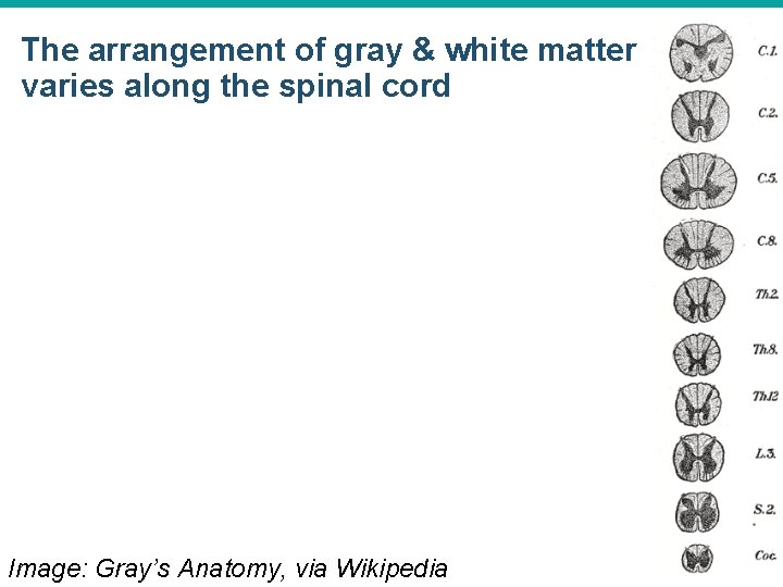 The arrangement of gray & white matter varies along the spinal cord Image: Gray’s