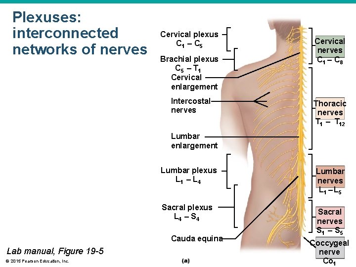 Plexuses: interconnected networks of nerves Cervical plexus C 1 – C 5 Brachial plexus