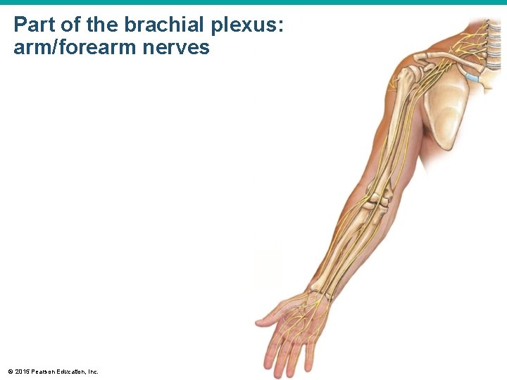 Part of the brachial plexus: arm/forearm nerves © 2015 Pearson Education, Inc. 
