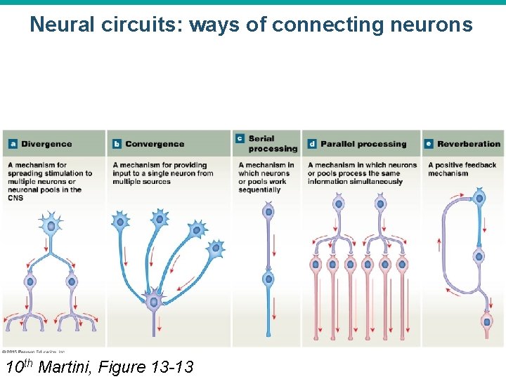 Neural circuits: ways of connecting neurons 10 th Martini, Figure 13 -13 © 2015