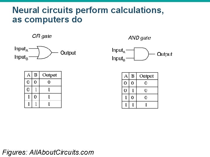 Neural circuits perform calculations, as computers do Figures: All. About. Circuits. com © 2015