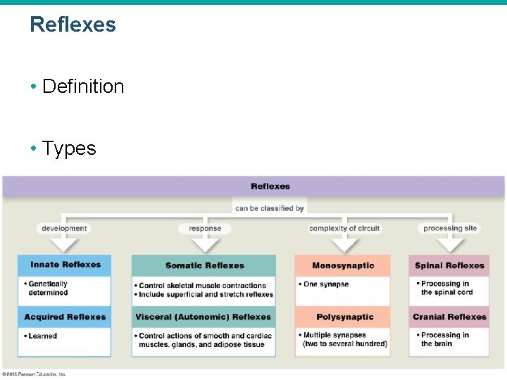 Reflexes • Definition • Types © 2015 Pearson Education, Inc. 