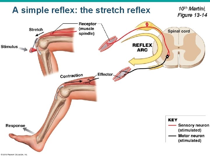 A simple reflex: the stretch reflex © 2015 Pearson Education, Inc. 10 th Martini,