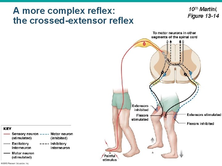 A more complex reflex: the crossed-extensor reflex © 2015 Pearson Education, Inc. 10 th