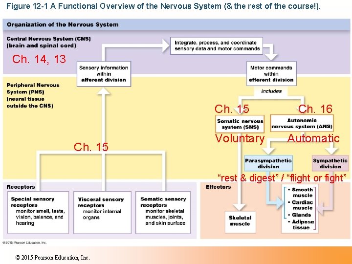 Figure 12 -1 A Functional Overview of the Nervous System (& the rest of