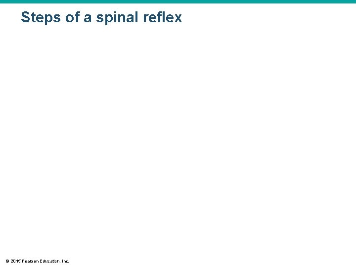Steps of a spinal reflex © 2015 Pearson Education, Inc. 