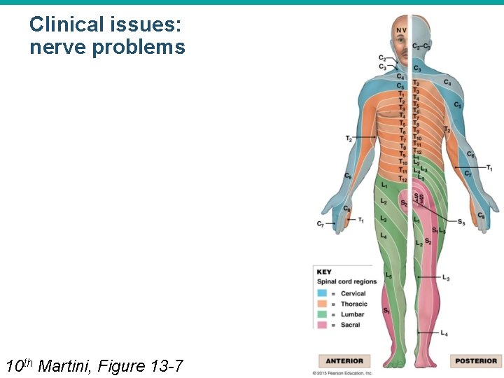 Clinical issues: nerve problems 10 th Martini, Figure 13 -7 © 2015 Pearson Education,