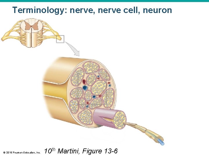 Terminology: nerve, nerve cell, neuron © 2015 Pearson Education, Inc. 10 th Martini, Figure