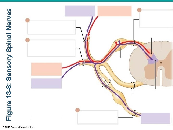 © 2015 Pearson Education, Inc. Figure 13 -8: Sensory Spinal Nerves 